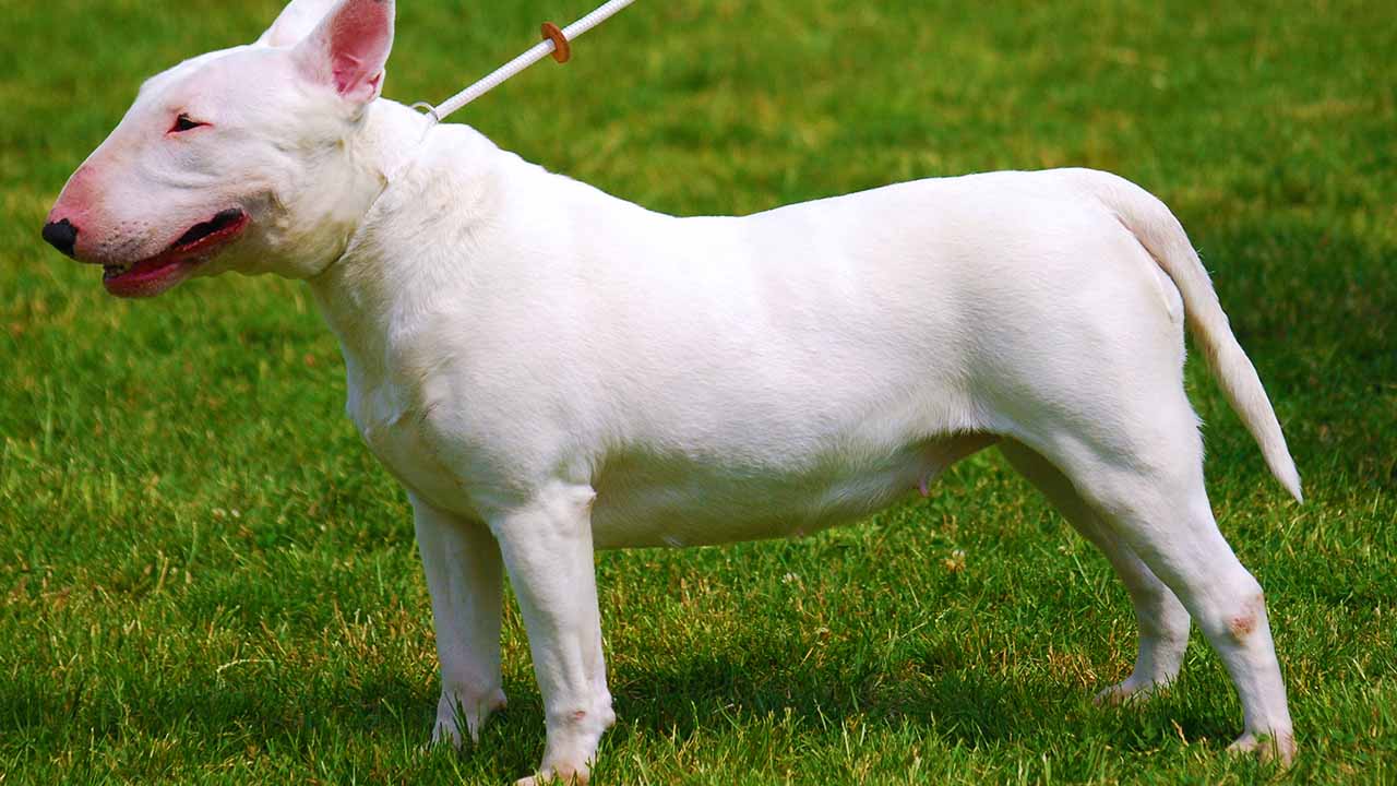 An example of a dog breed that's considered highly unsafe. 