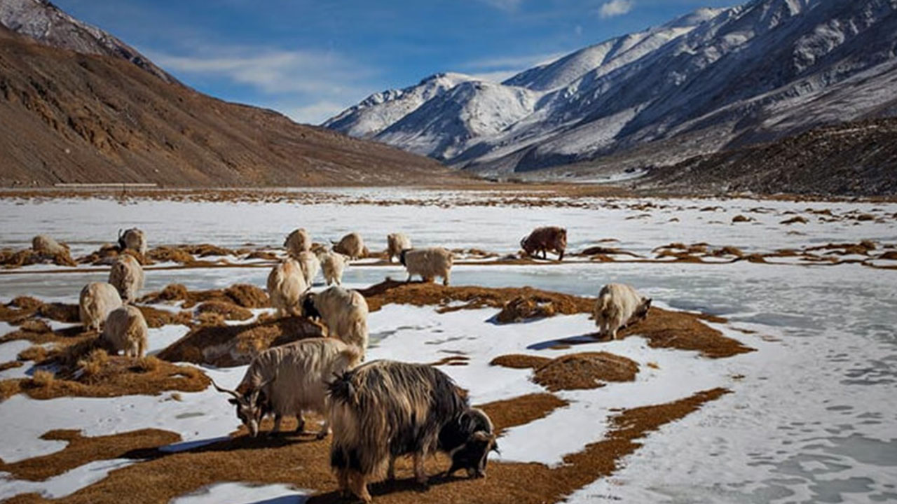 A prime spot that ranks among the best places to visit in Ladakh. 